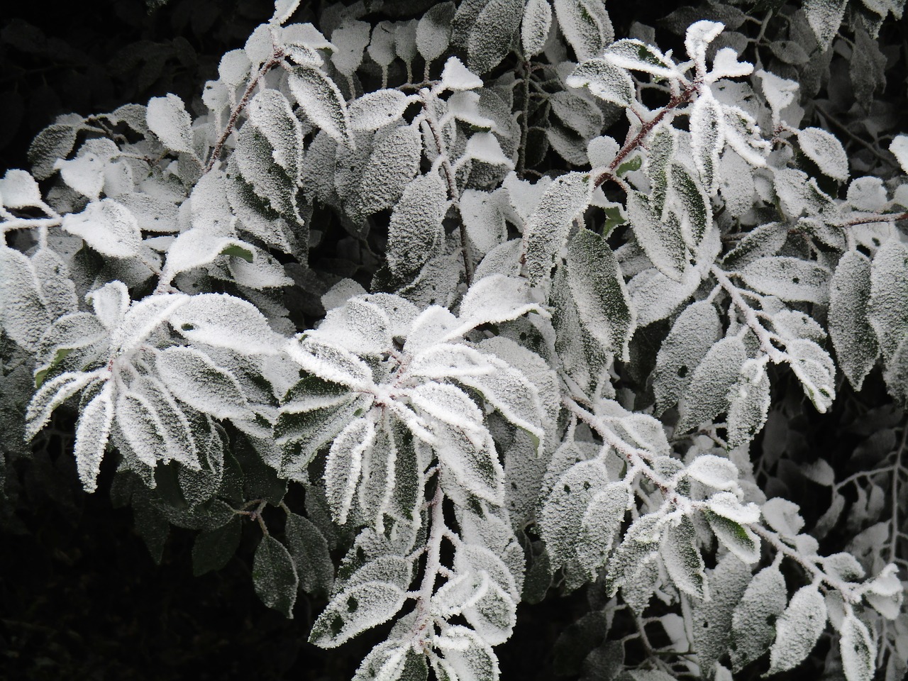 leaves frosted frost free photo