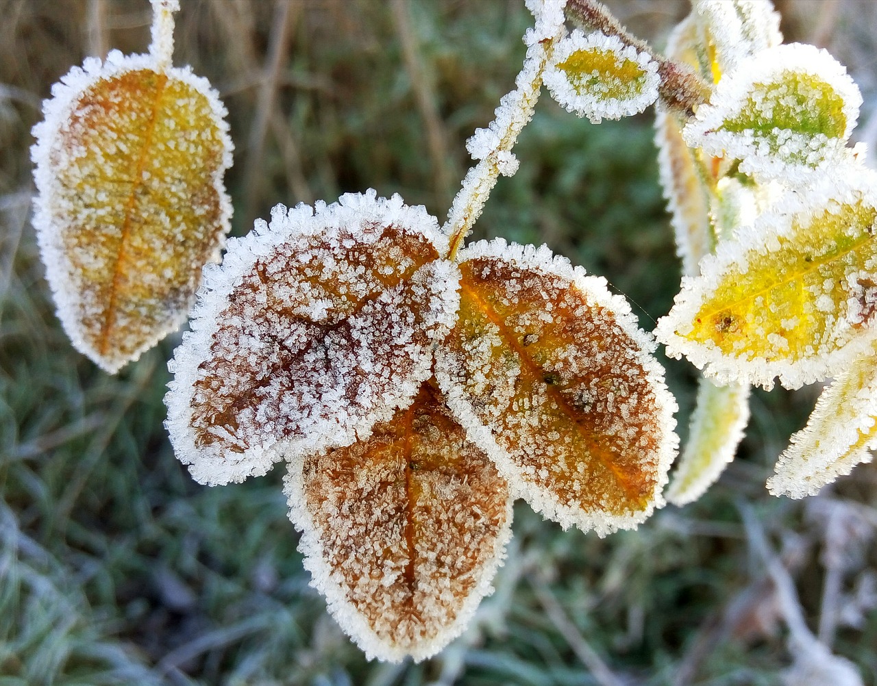 leaves ice frozen free photo