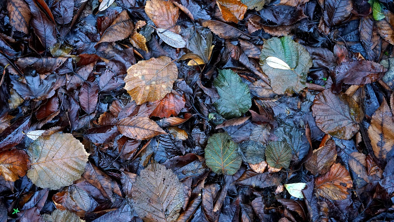 leaves wet foliage free photo