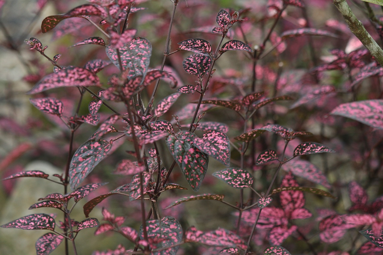 leaves mosaic sheets purple leaves free photo