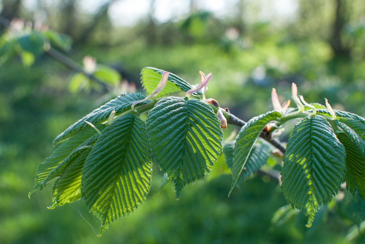 leaves elm closeup free photo