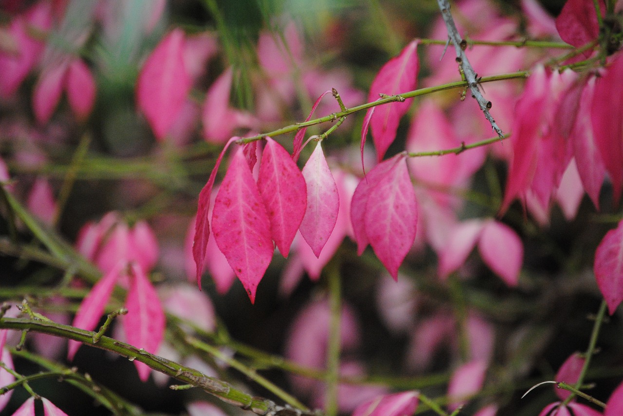 leaves autumn colorful leaves free photo