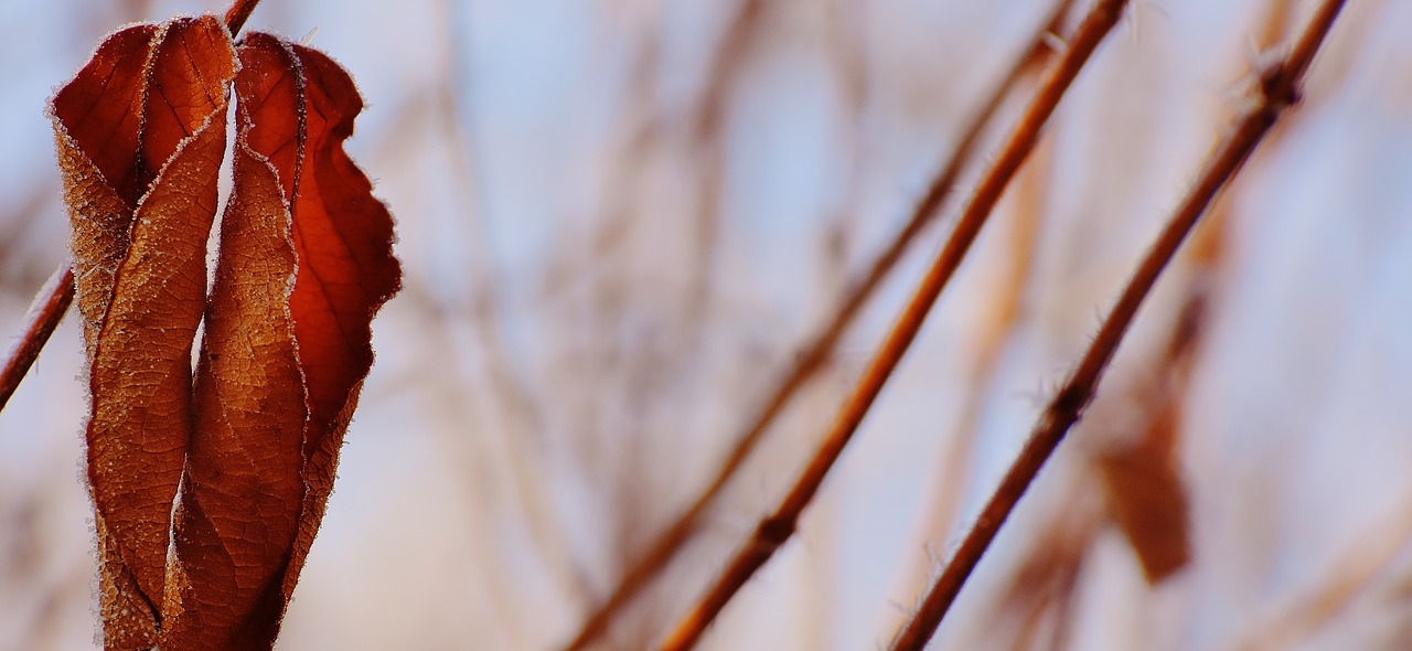 leaves winter frost free photo