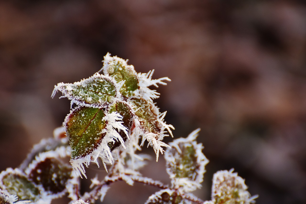 leaves winter frost free photo