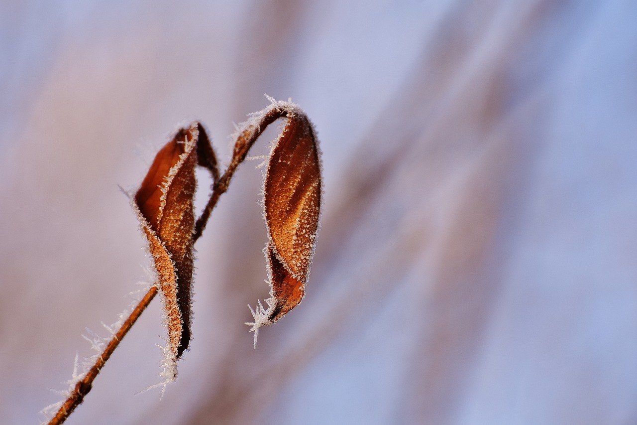 leaves winter frost free photo