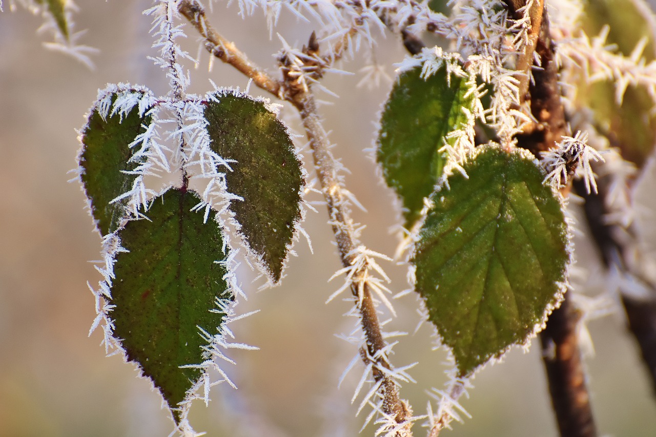 leaves winter frost free photo