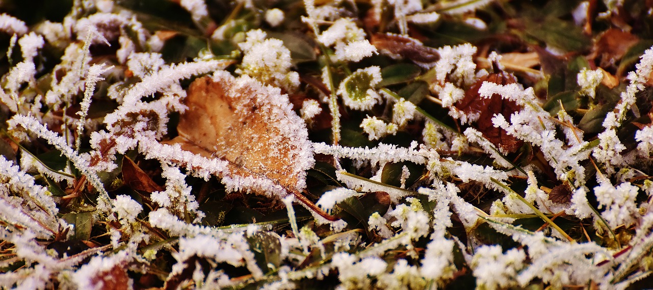 leaves winter frost free photo