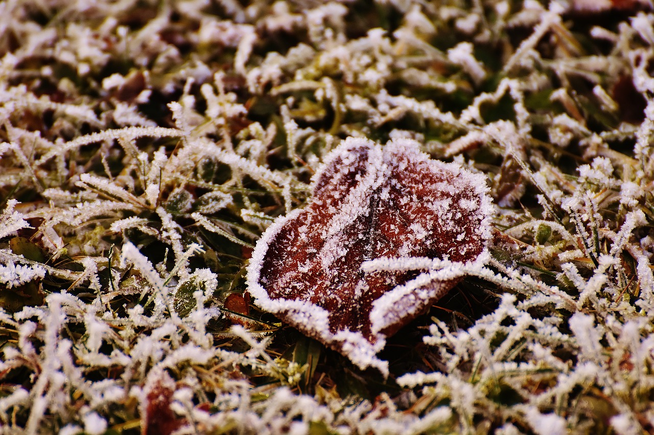 leaves winter frost free photo