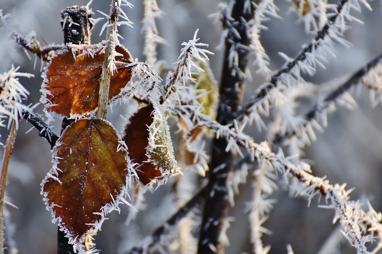 leaves winter frost free photo