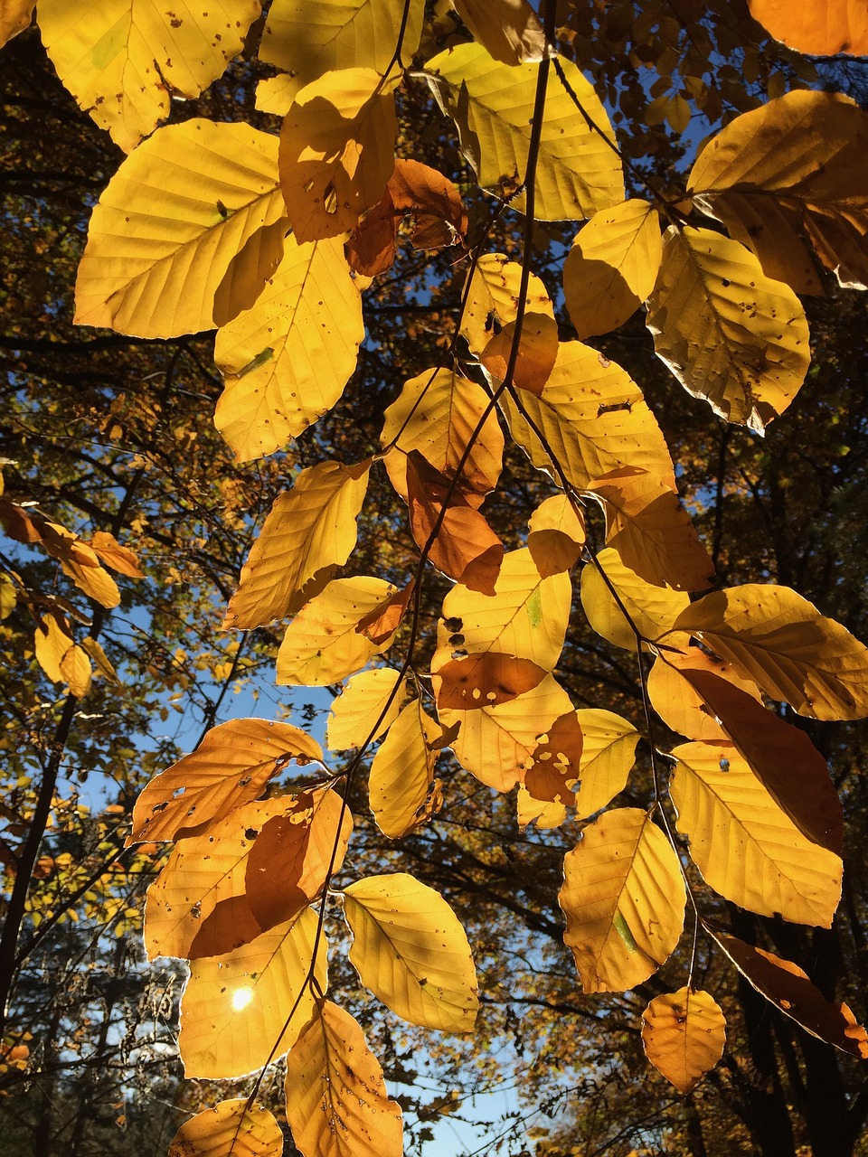 leaves autumn tree free photo