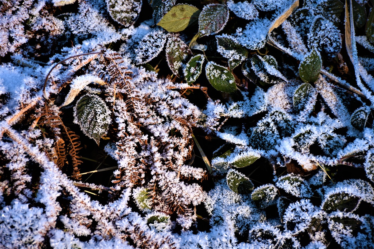 leaves ripe frost free photo