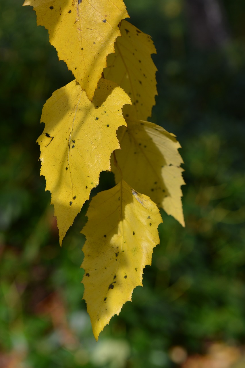 leaves autumn fall foliage free photo