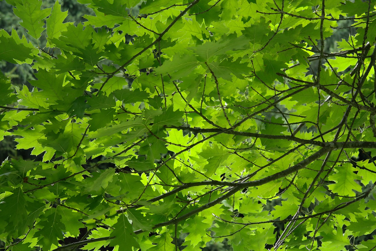 leaves tree aesthetic free photo
