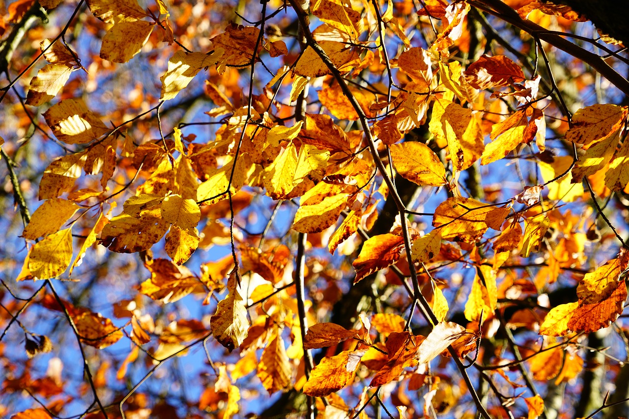leaves autumn fall foliage free photo