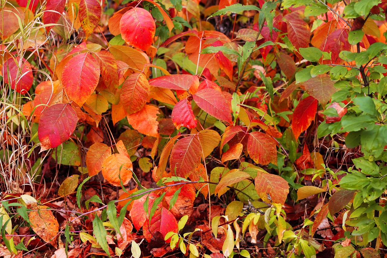 leaves red fall free photo