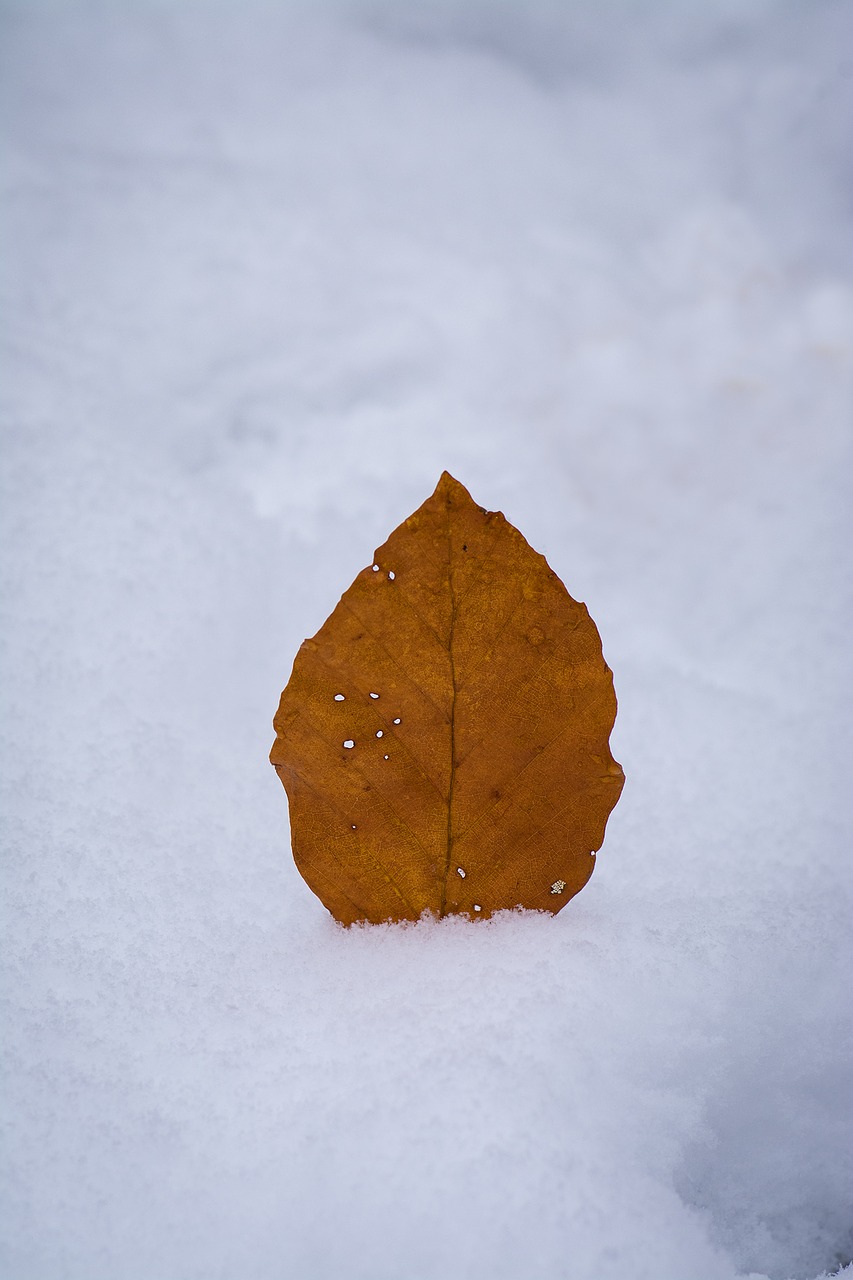 leaves leaf autumn leaf free photo