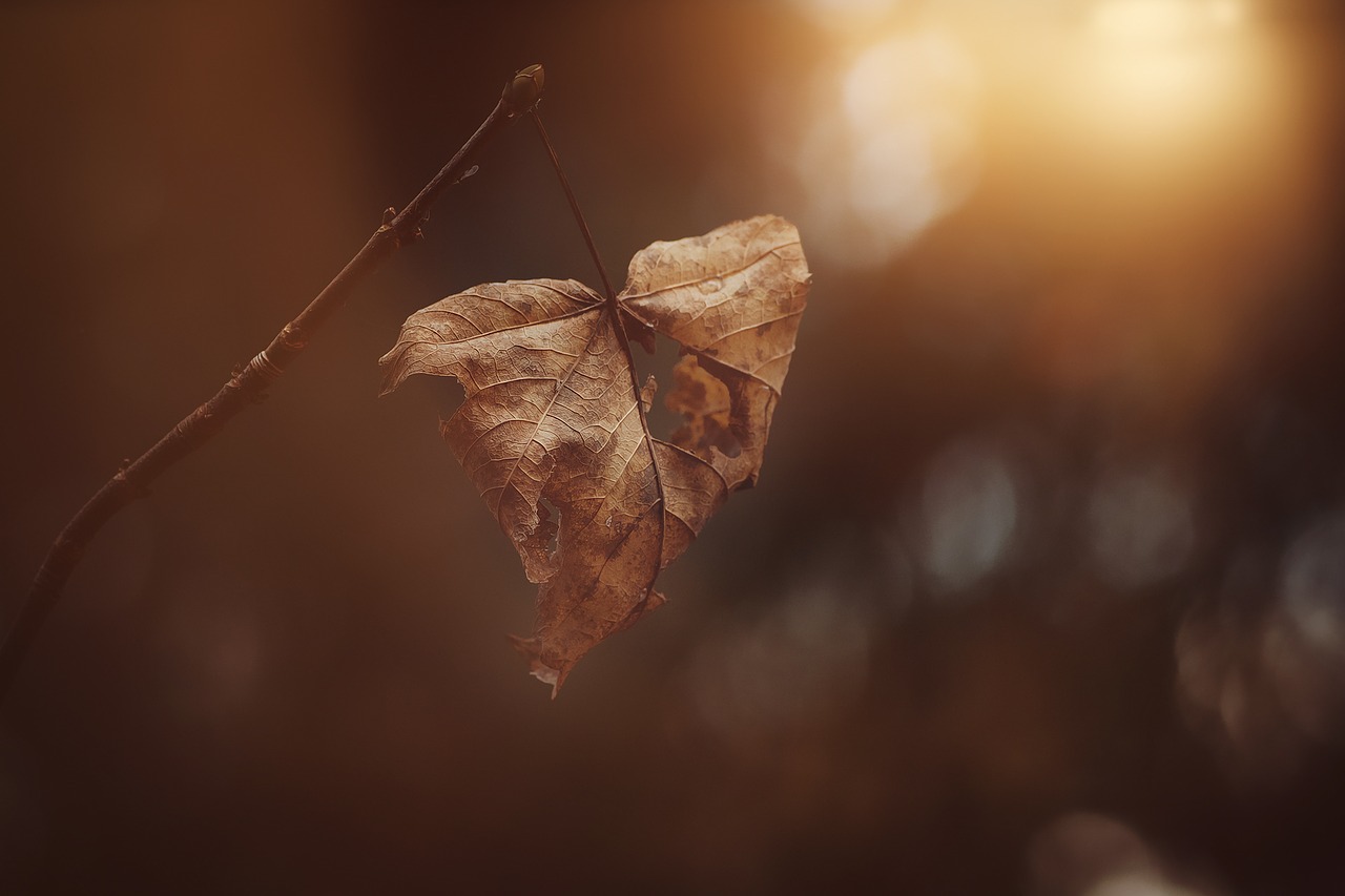 leaves leaf brown free photo