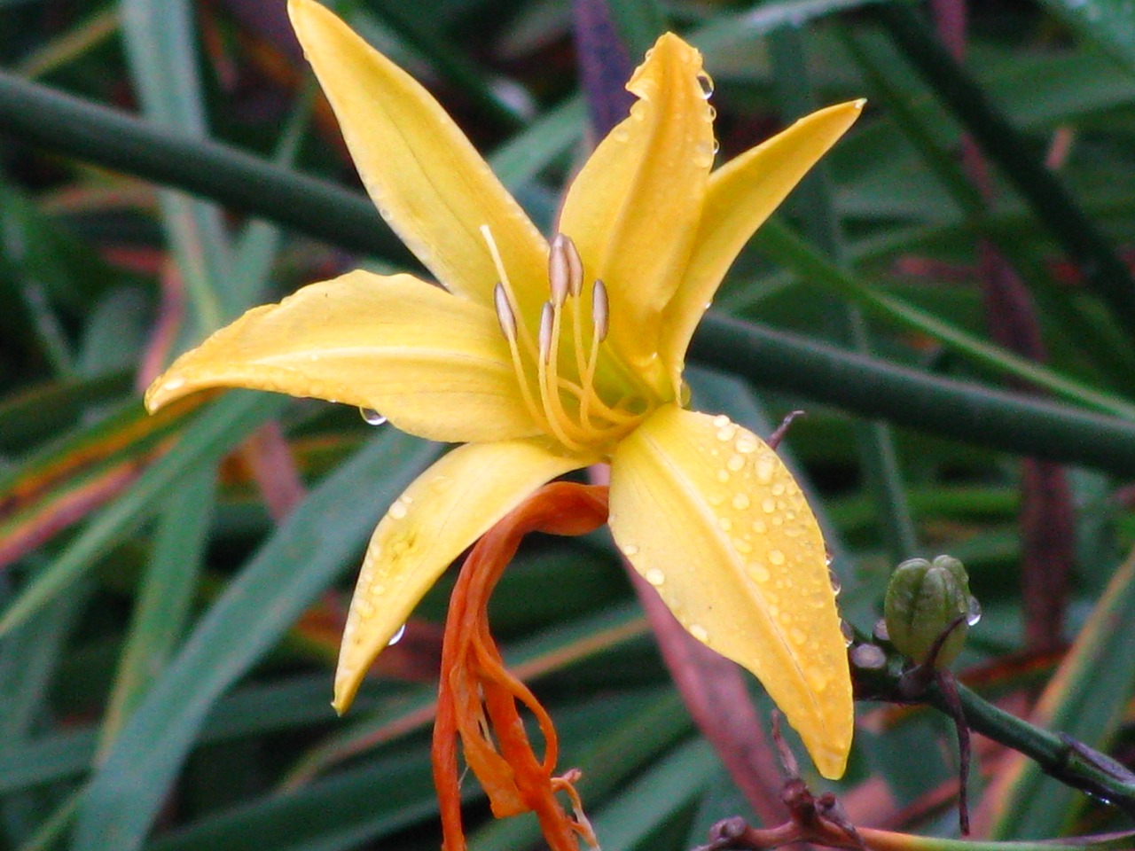 leaves foliage flowers free photo