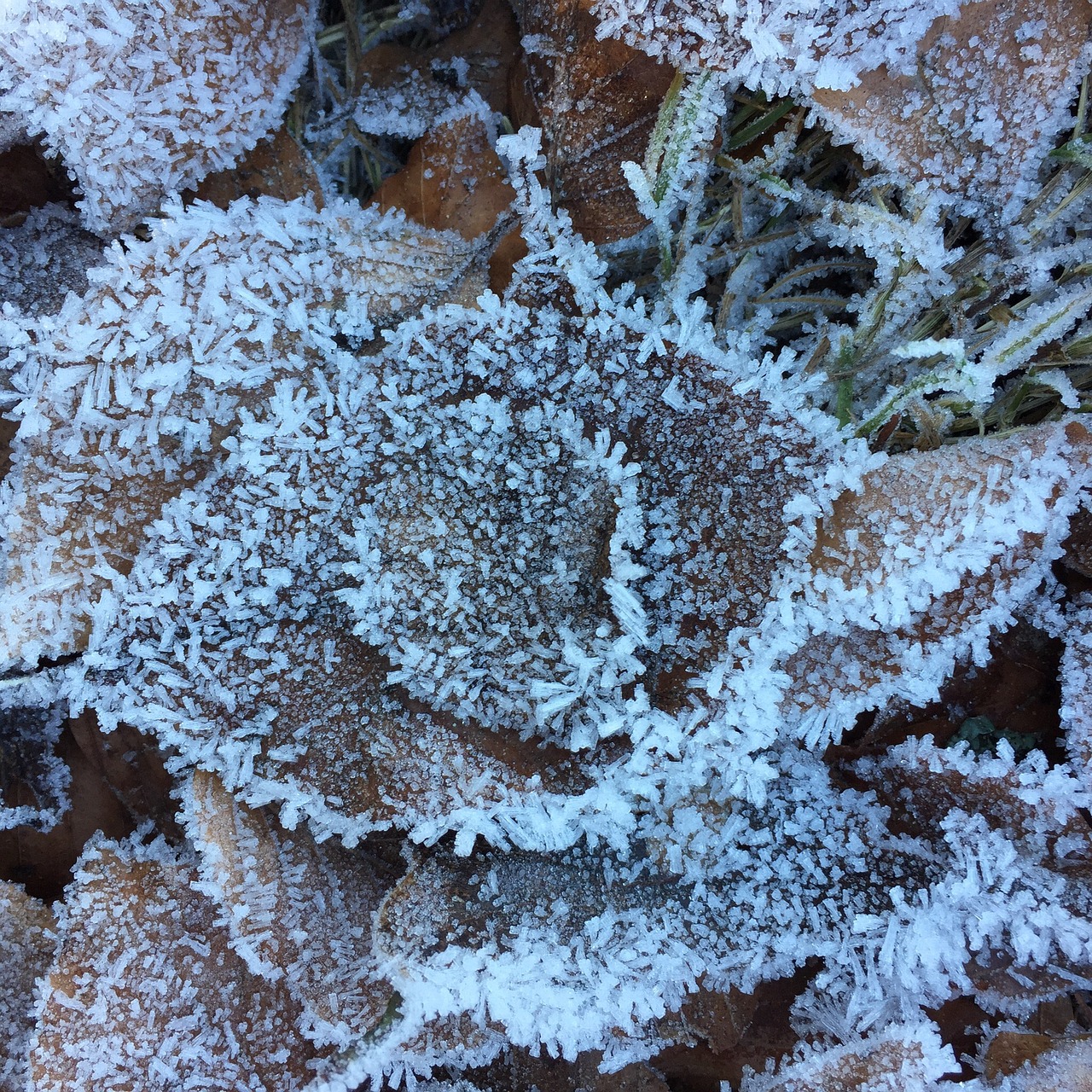 leaves crystals frost free photo