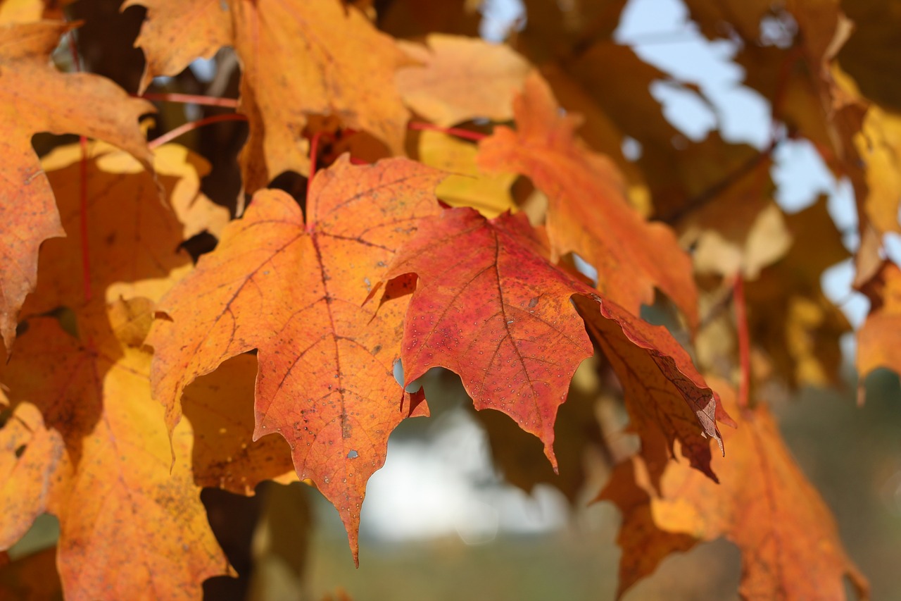 leaves fall tree free photo