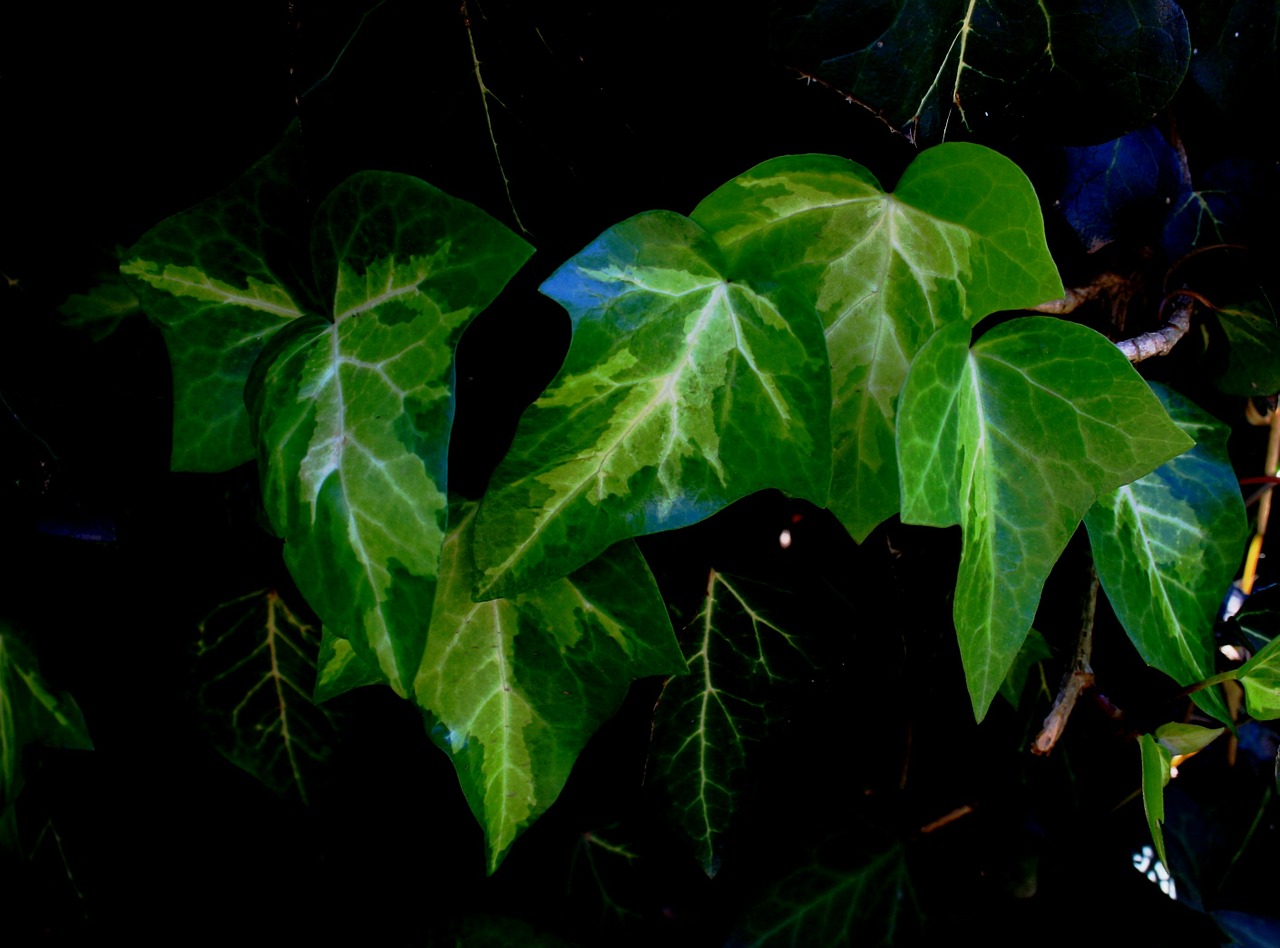 leaves ivy green free photo