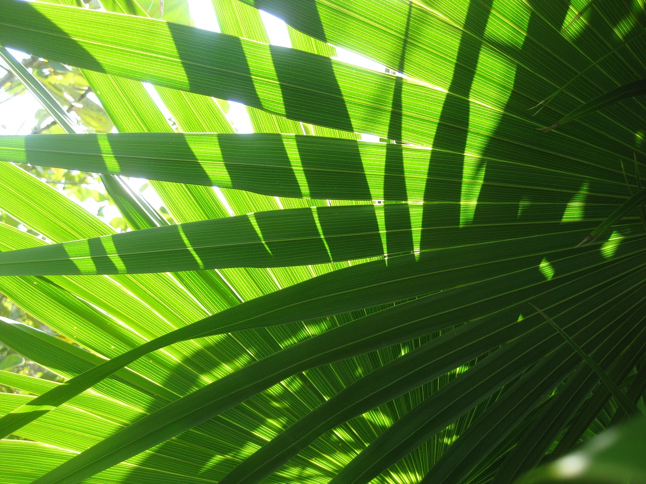 leaves shadow sun free photo