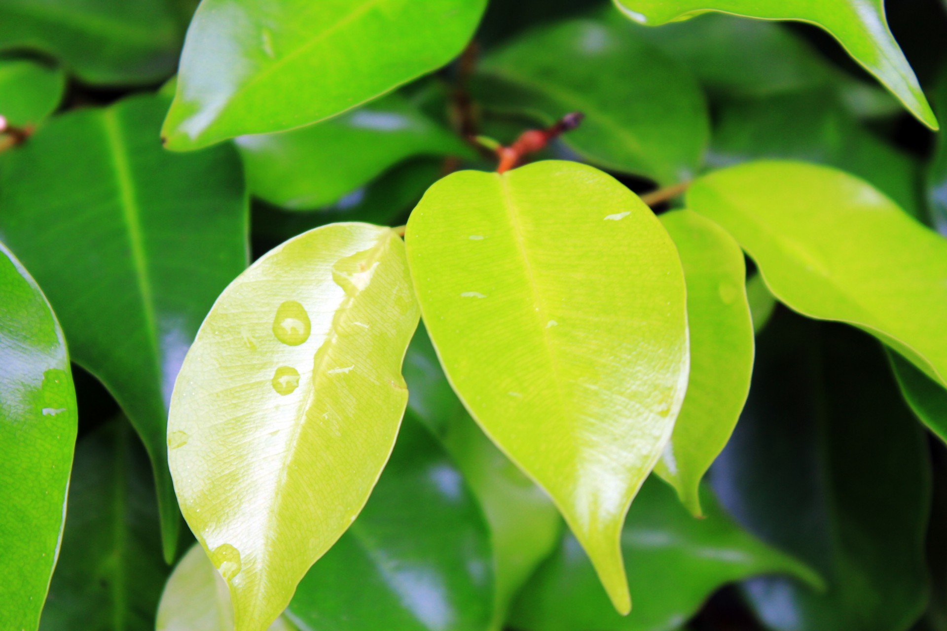 leaves water drops leaves water drops free photo