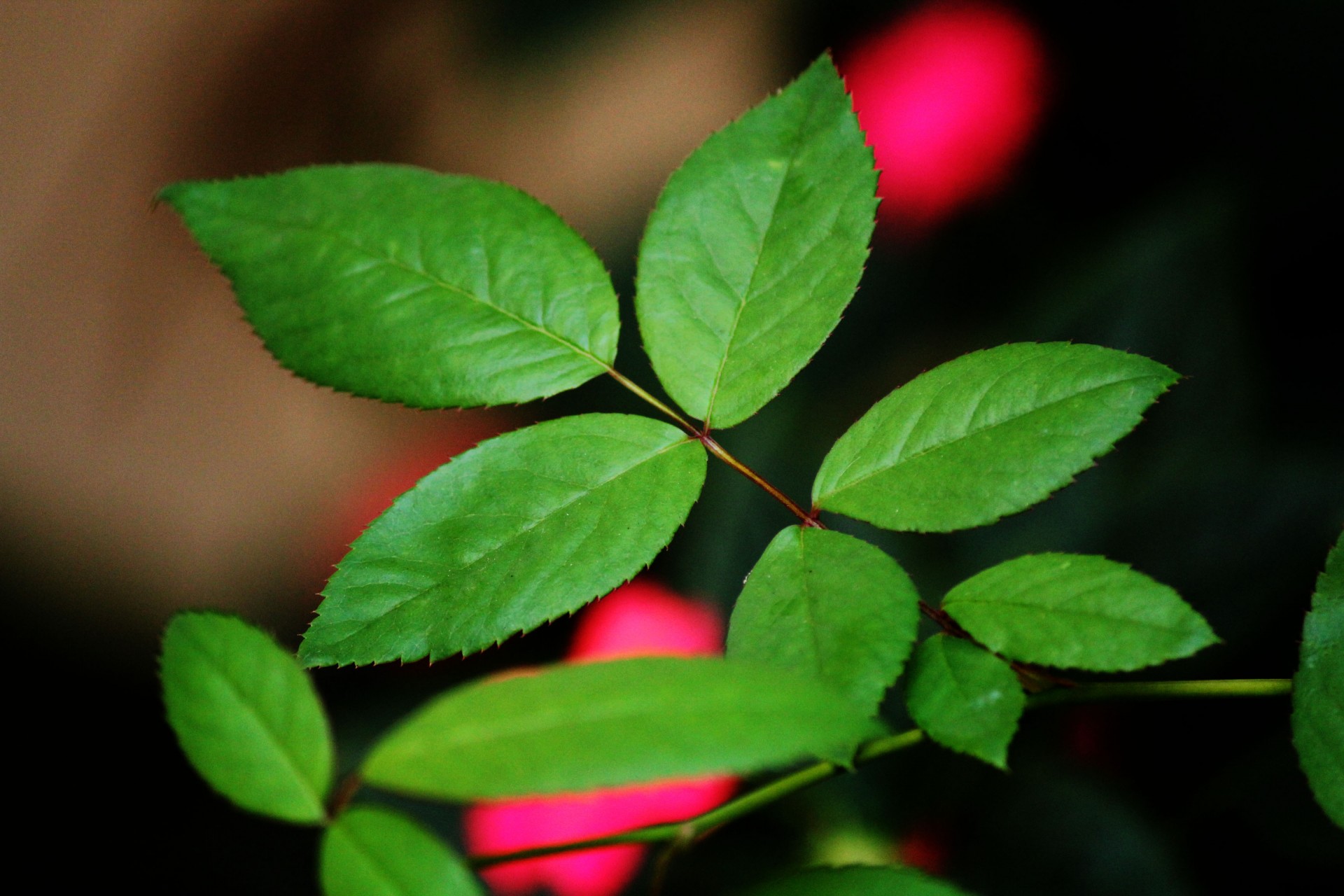 leaves green leaves rose leaves free photo