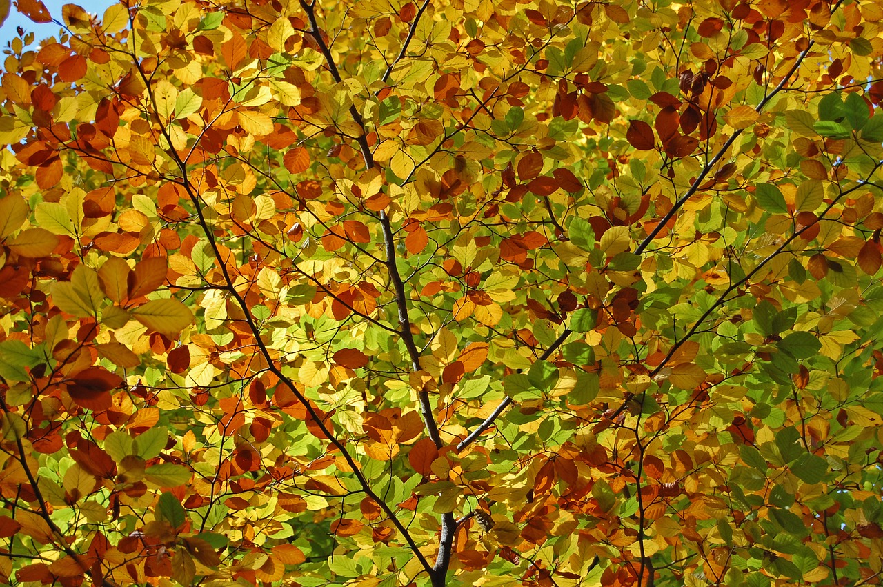 leaves color autumn free photo