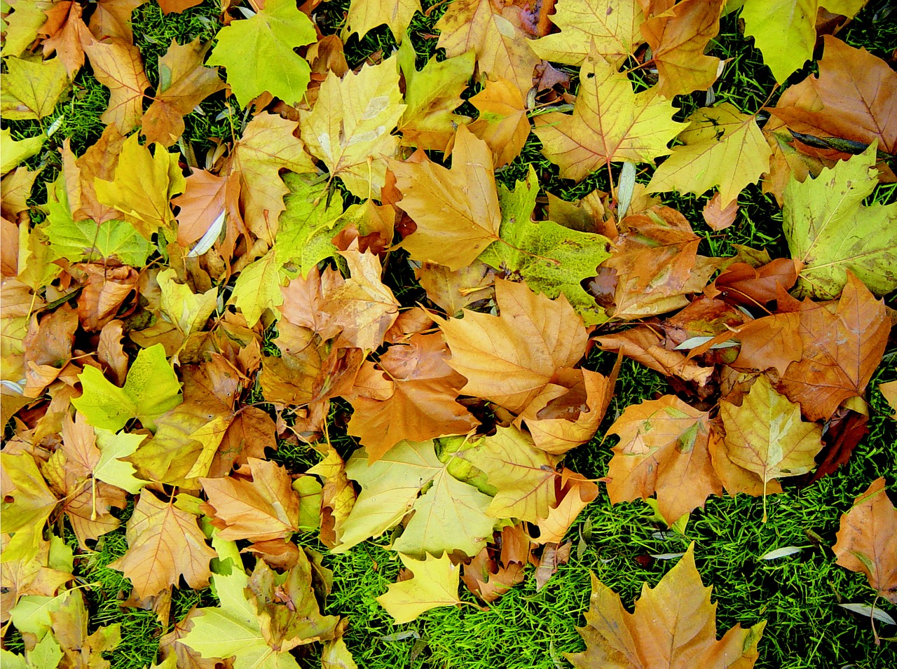 leaves autumn fall color free photo