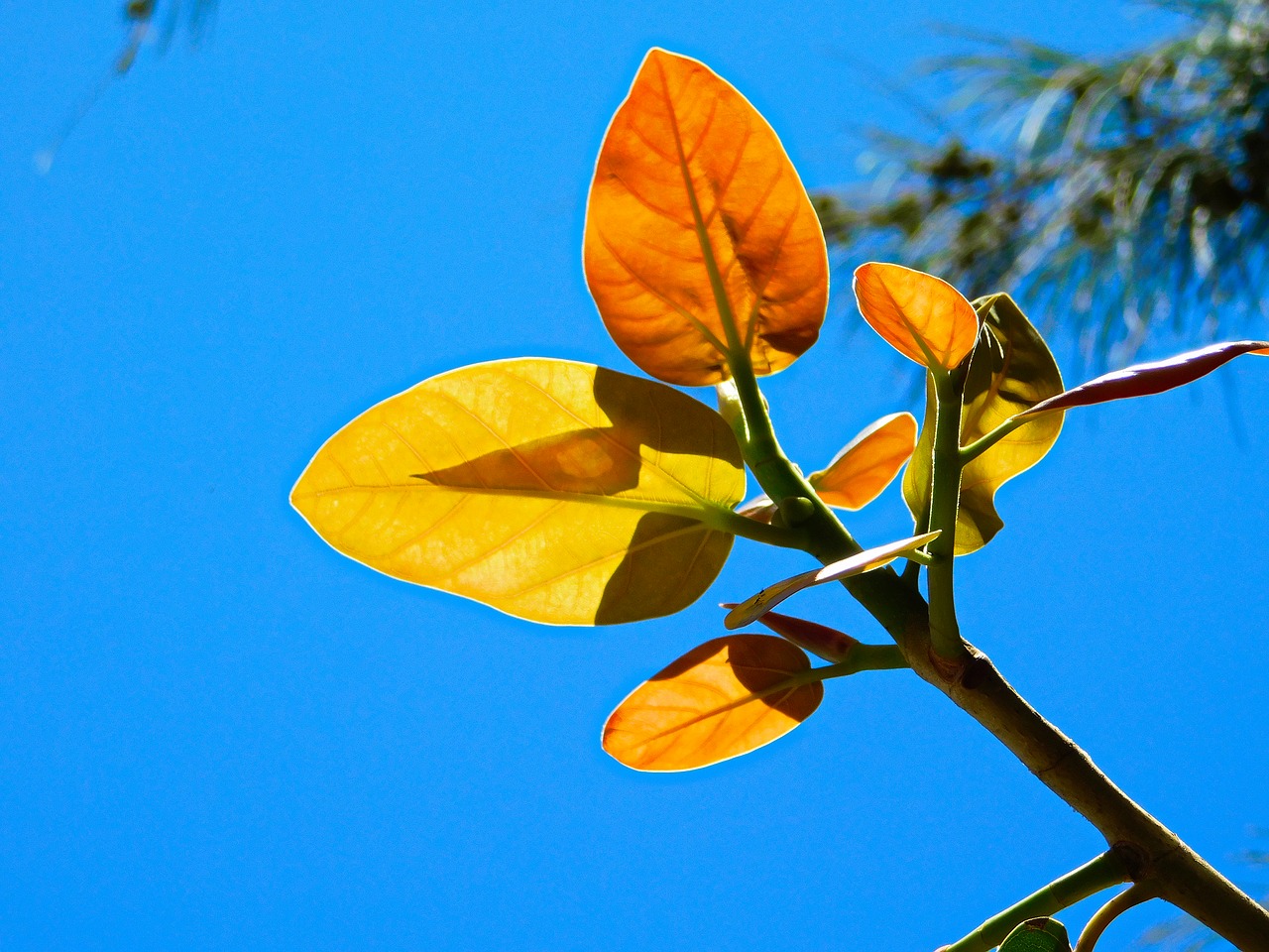 leaves plants trees free photo