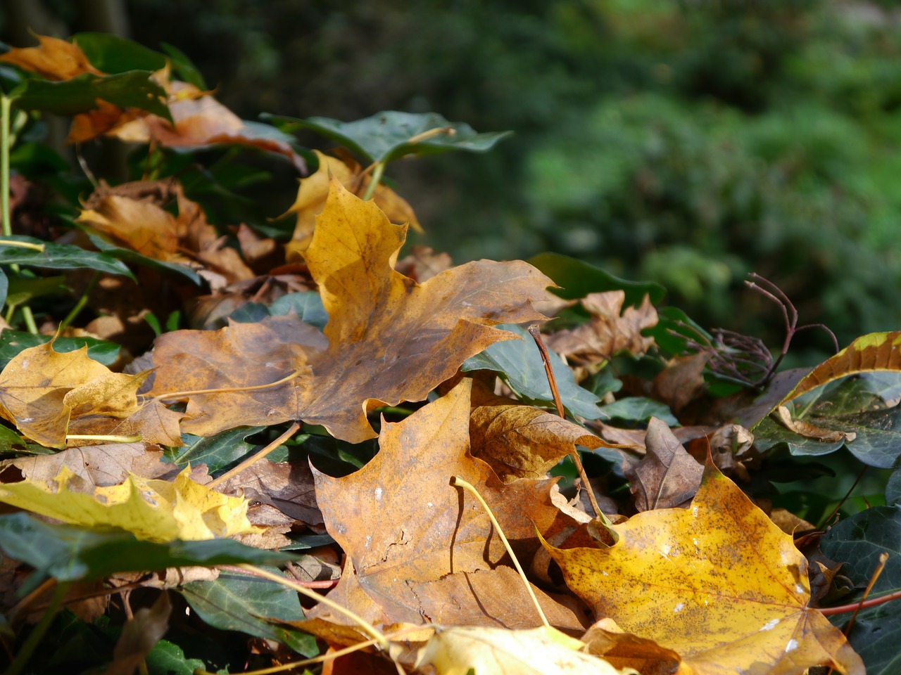 leaves autumn forest free photo