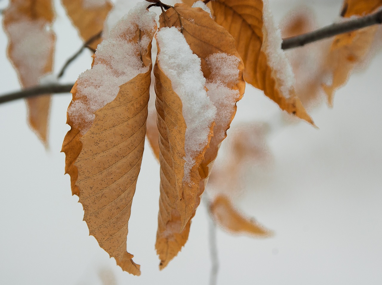 leaves snow winter free photo