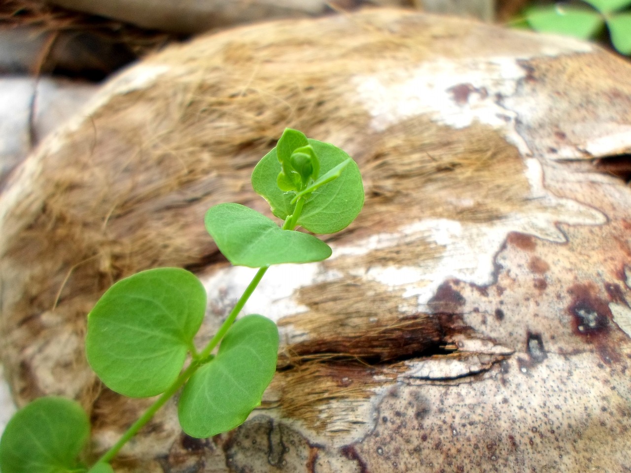 leaves nature season free photo