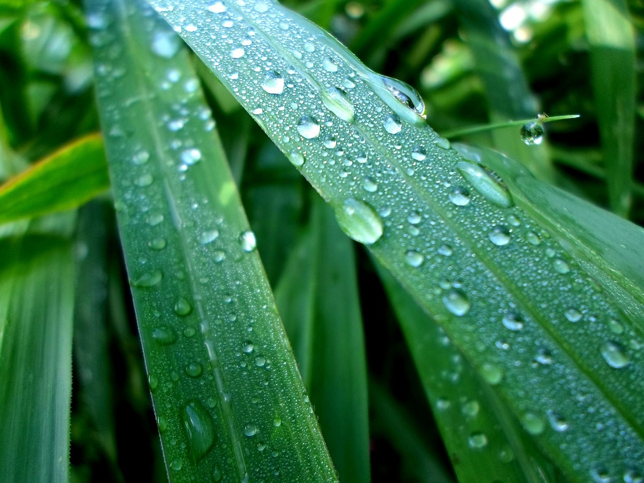 leaves water drops free photo