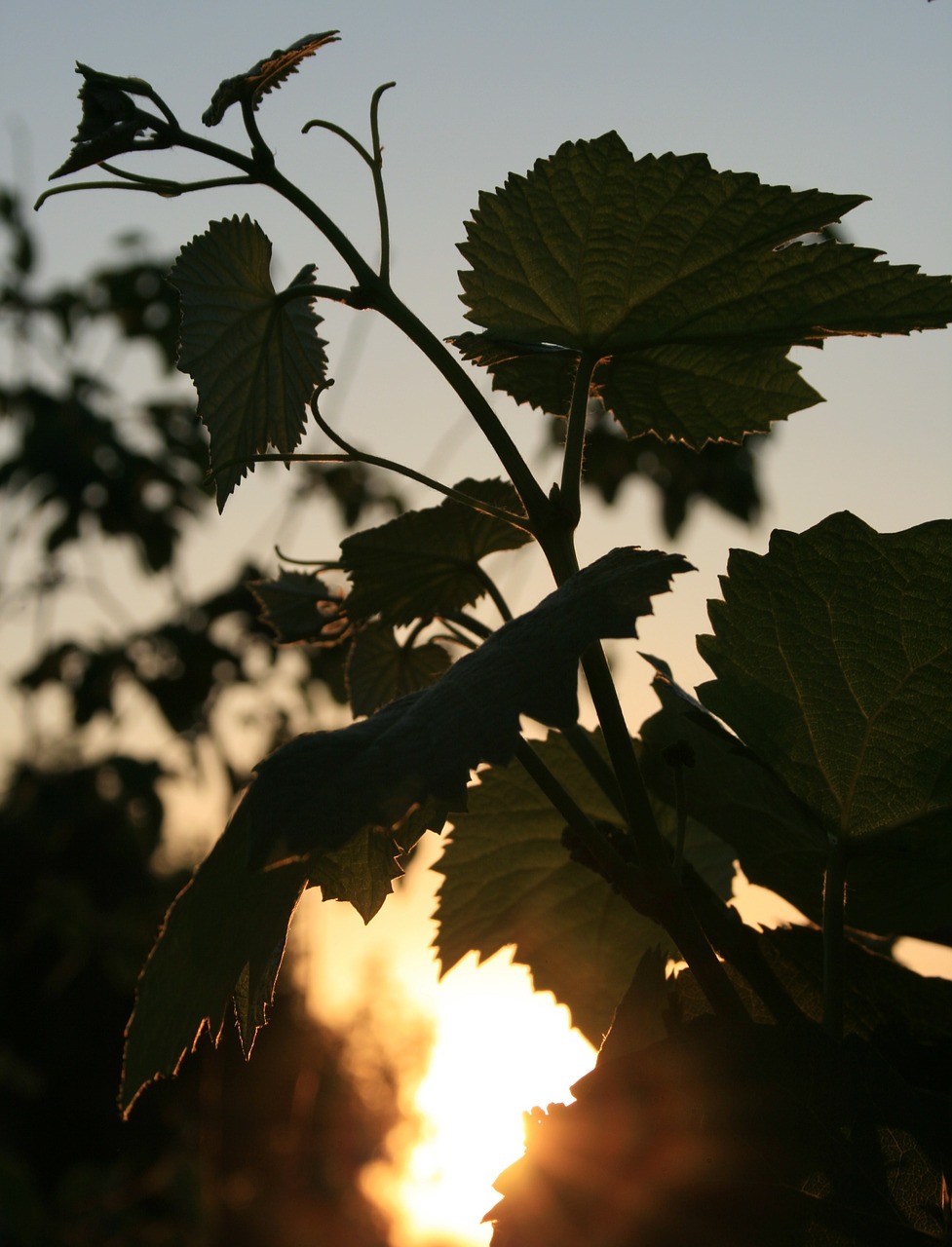 leaves lobed vine free photo