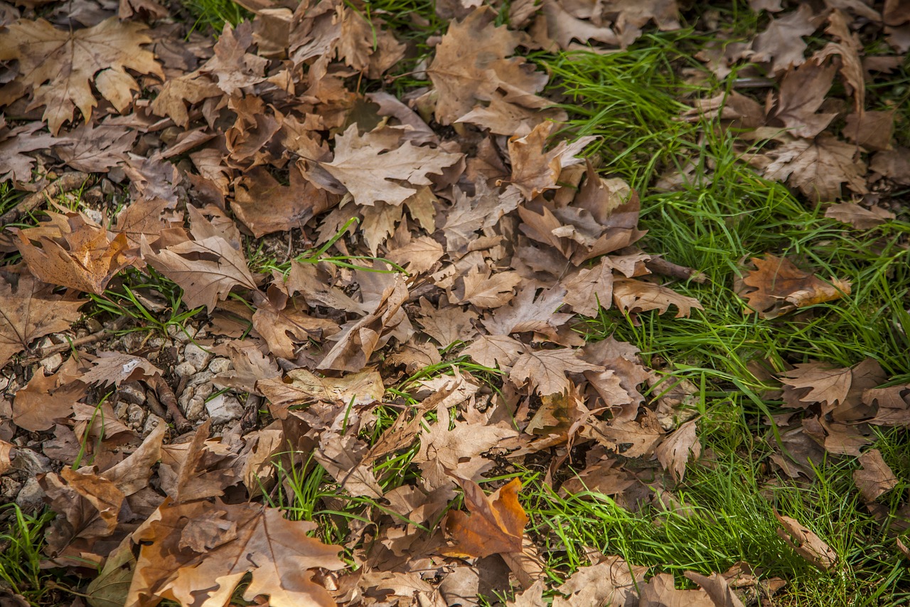 leaves brown color free photo