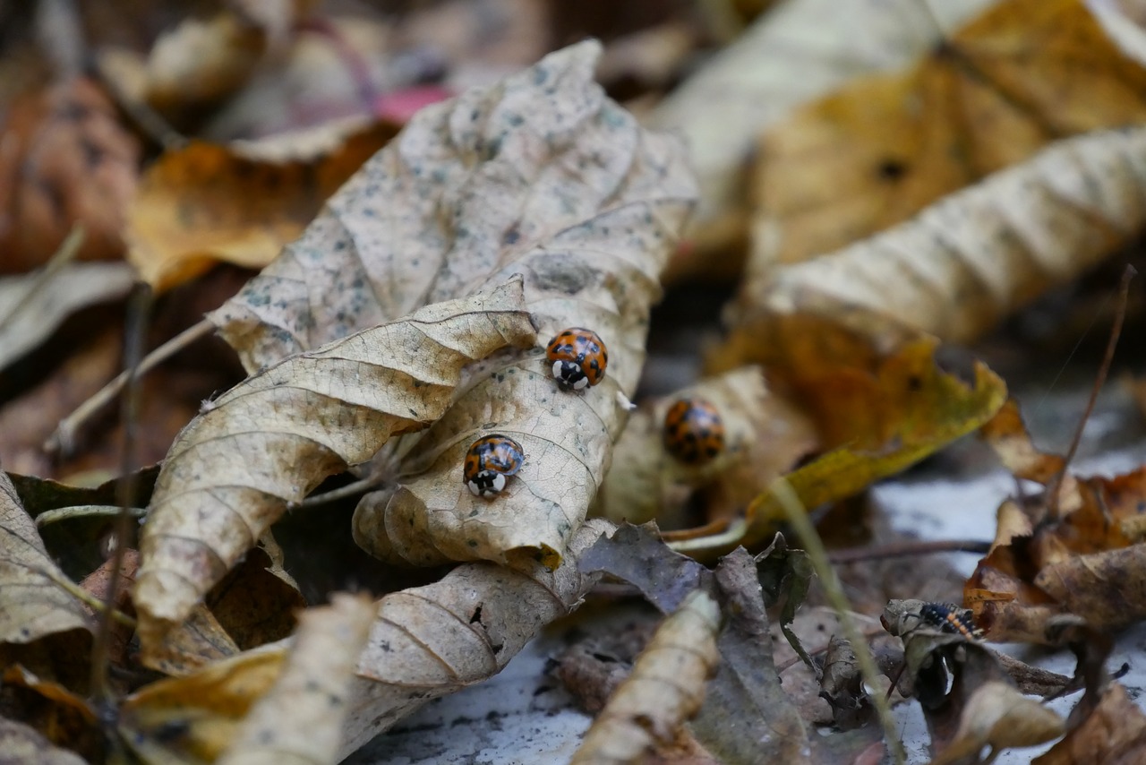 leaves ladybug forest free photo