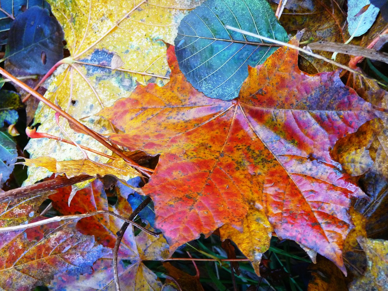 leaves plants herbst free photo