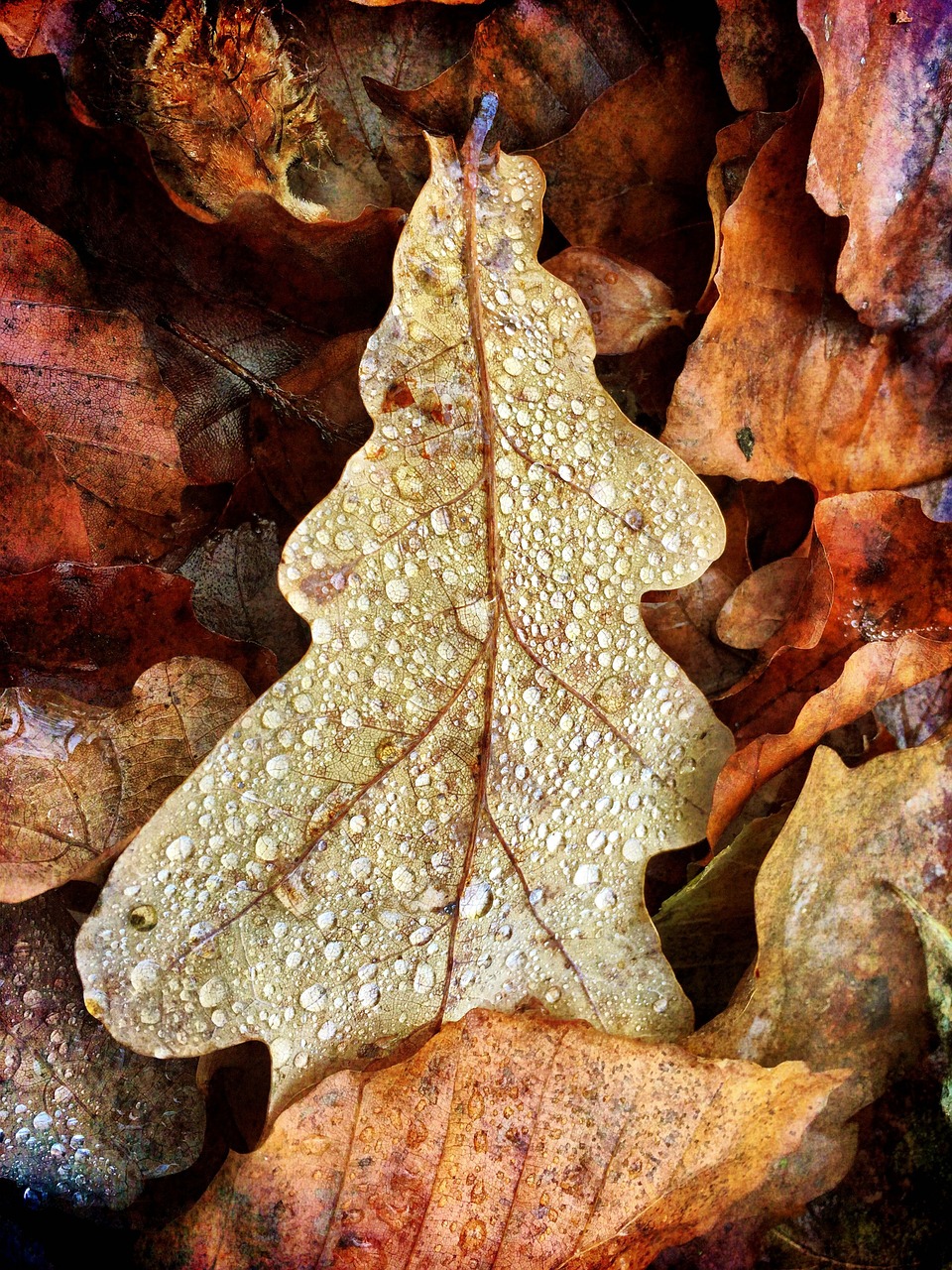 leaves fall foliage autumn free photo