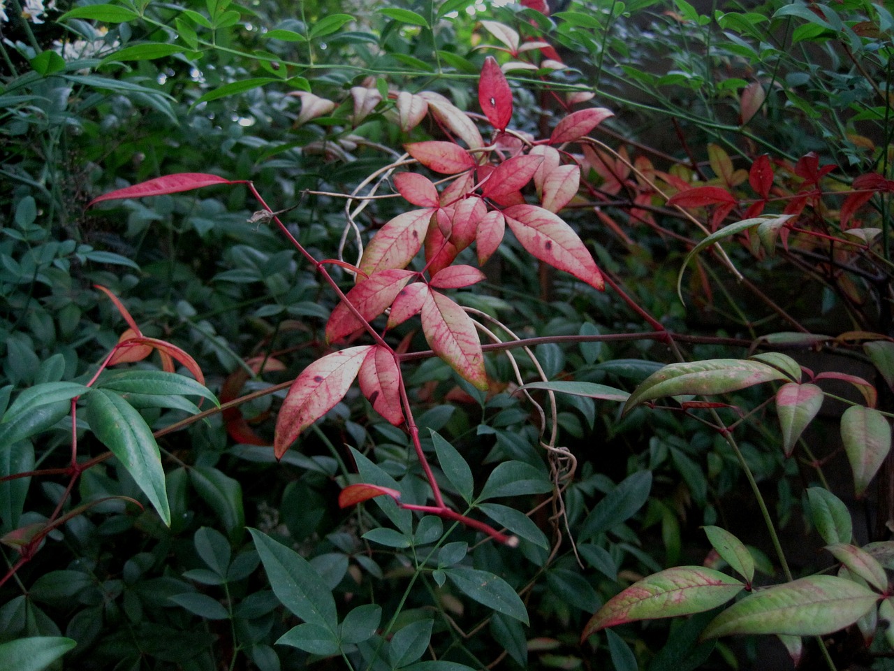 leaves oblong clump free photo