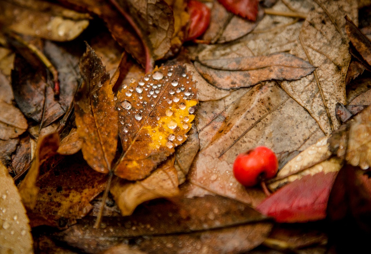 leaves drops rowan free photo