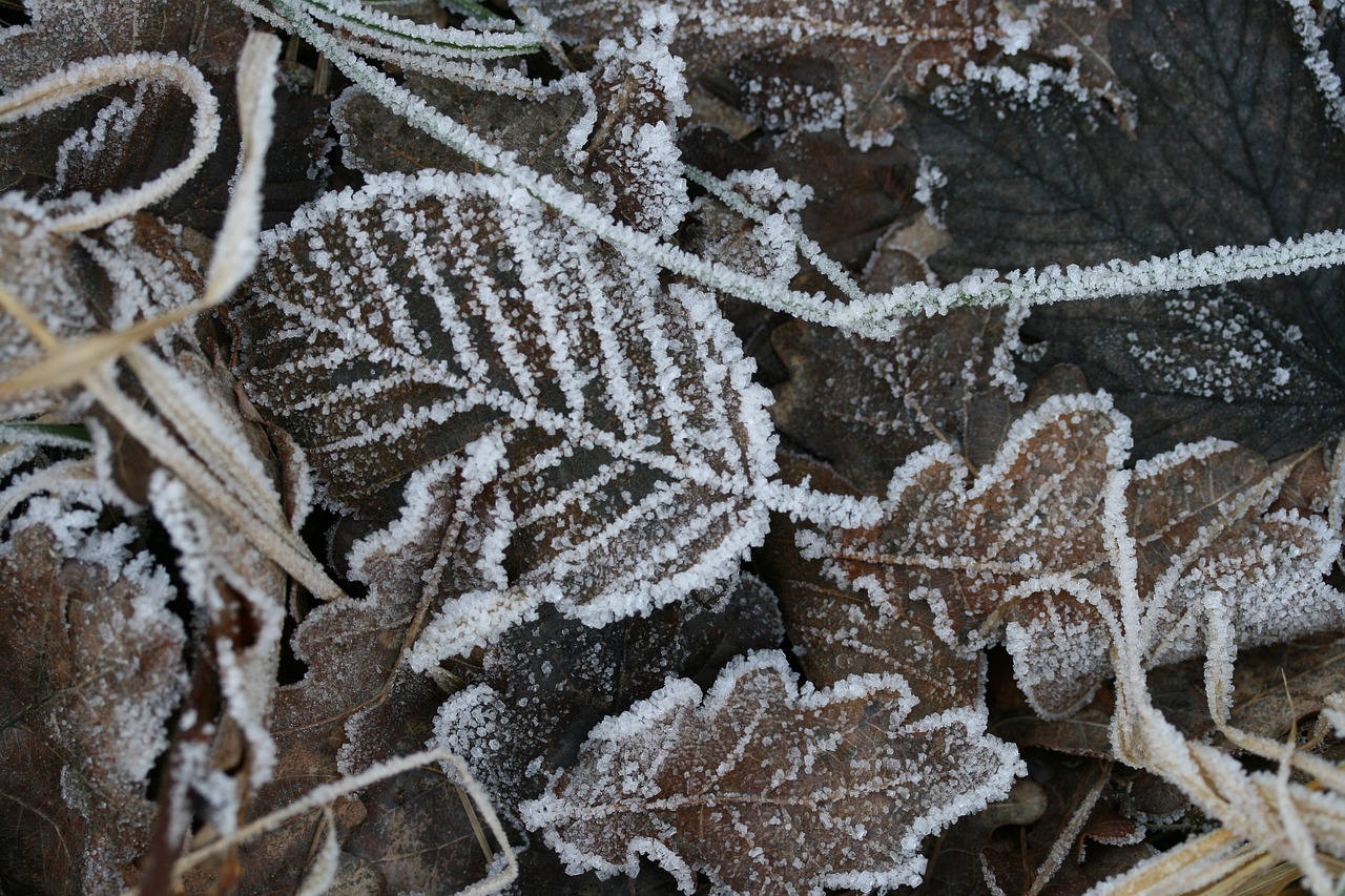 leaves hoarfrost frost free photo