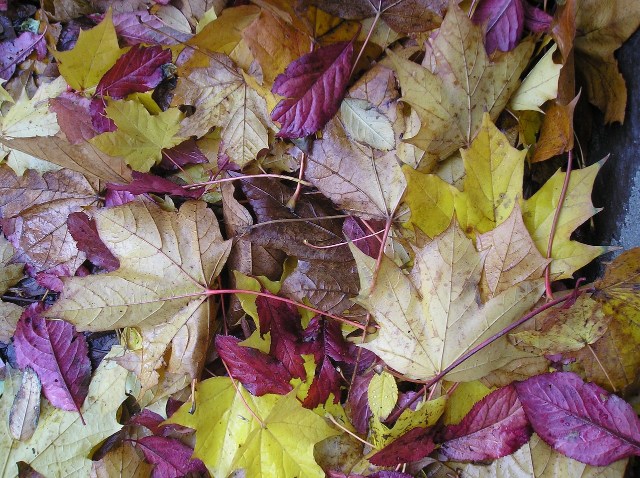 leaves fall autumn free photo