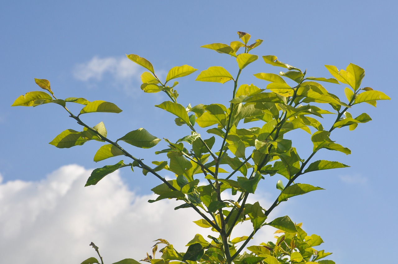 leaves sky branch free photo