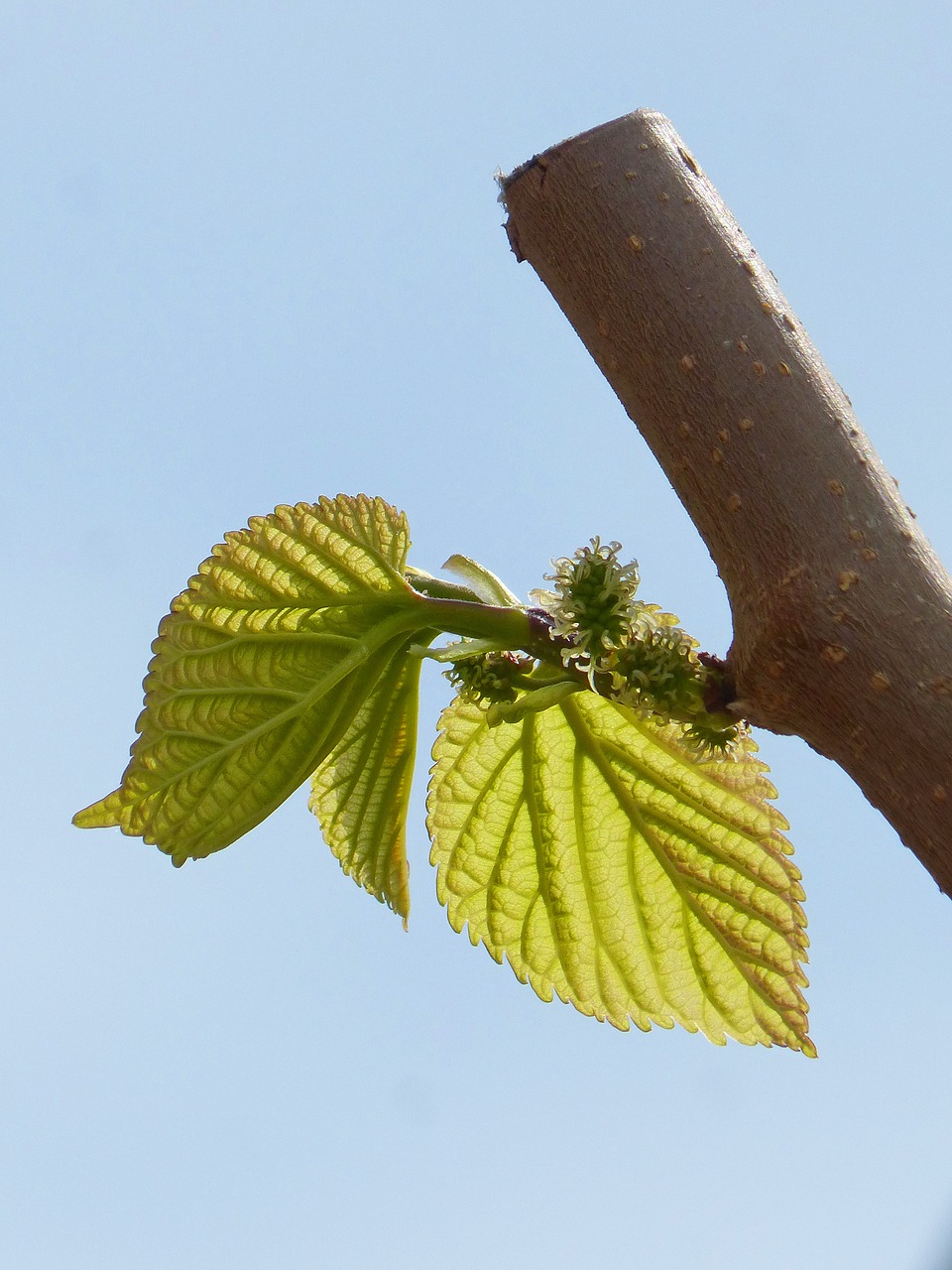 leaves outbreaks mulberry free photo