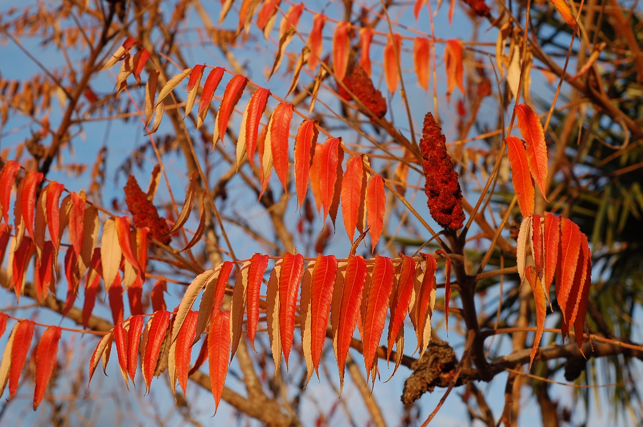 leaves foliage nature free photo