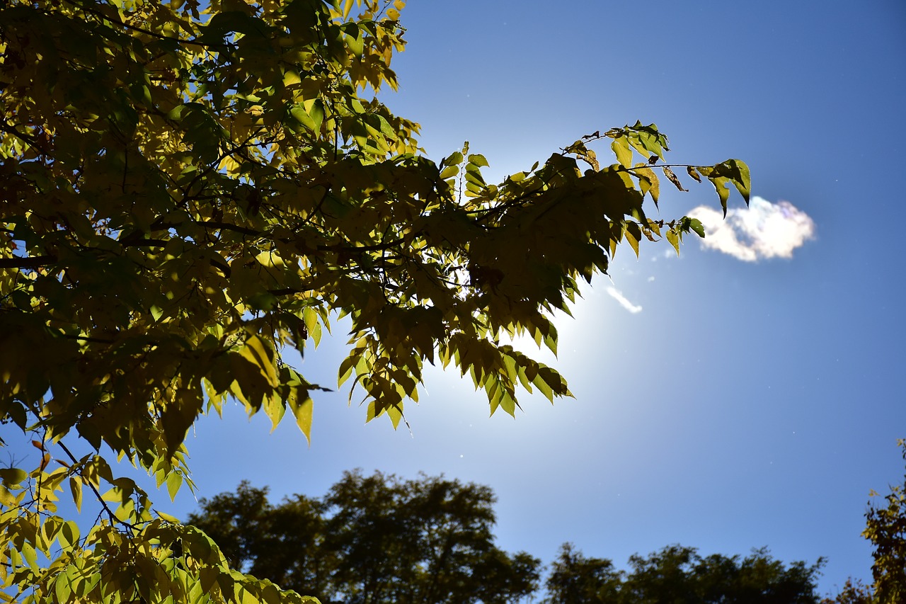 leaves leaf tree free photo