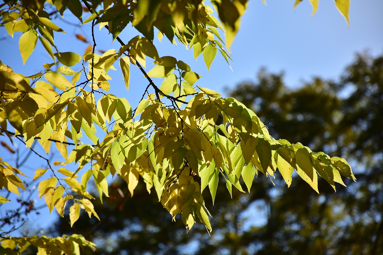 leaves leaf tree free photo