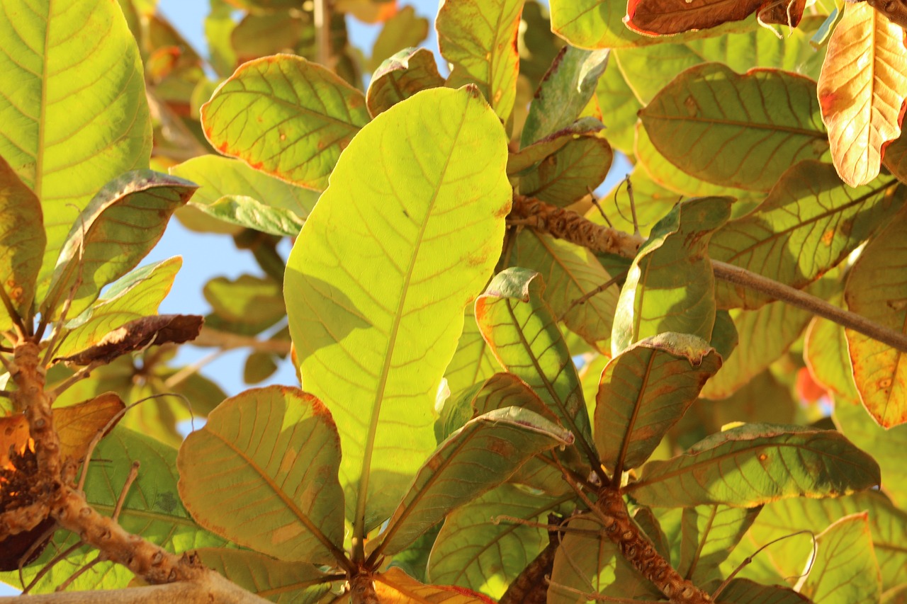 leaves tree foliage free photo